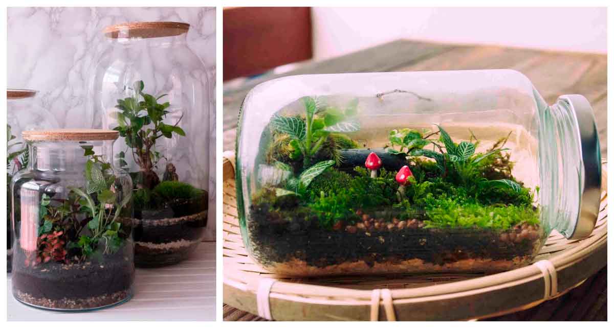 Cómo Hacer un Terrario Casero para Plantas