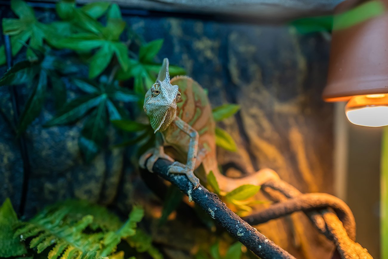 Cómo Hacer un Terrario para Reptiles