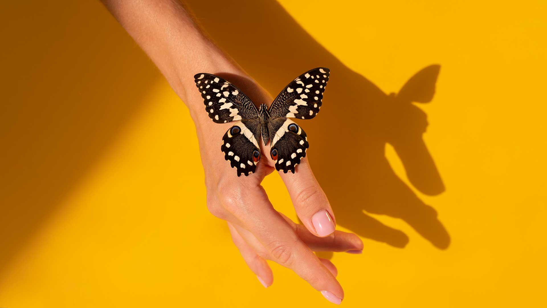 Mariposas Negras