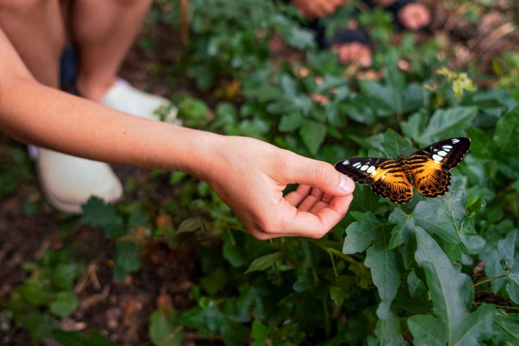 ¿Qué significa ver una mariposa – el significado según el color?