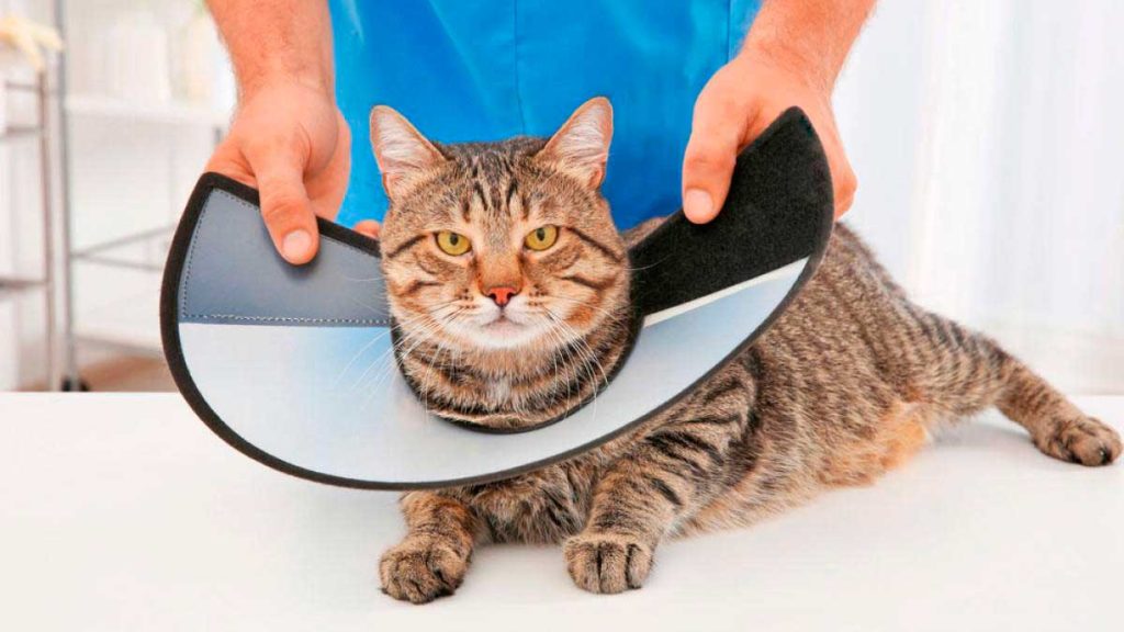 Cómo Hacer un Collar para Gatos